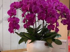 -黄埔华苑酒家(黄埔店)