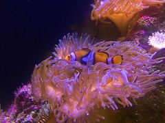 -悉尼海洋生物水族馆