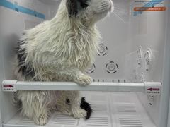 -爱洗澡的猫(望京店)