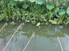 -同銮特种养殖场·龙虾垂钓