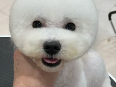 -BABYDOG宝贝狗宠物乐园(欧洲城店)