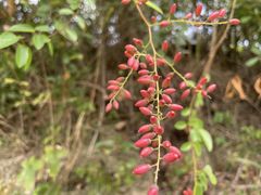 -马峦山郊野公园