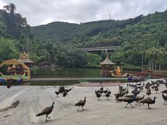 -西双版纳原始森林公园
