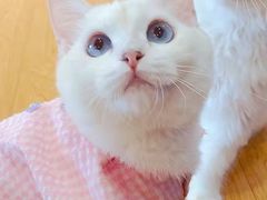 -猫にゃん · 猫的隐藏屋猫咖(麦地旗舰店)