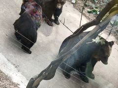 -深圳野生动物园