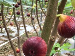 -武汉世外桃源农庄