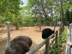 -大连森林动物园