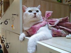 -藏猫猫咖啡主题馆(中央大道店)