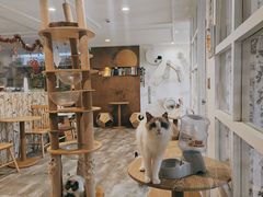-楼上猫咖(罗湖店)