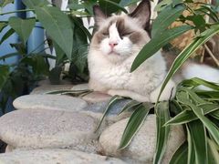 -喵屿·大理花园猫咖