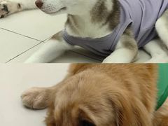 -怪兽屋·羊驼·猫咖·狗咖(俊华广场店)