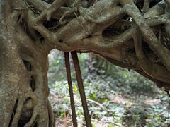 -中国科学院西双版纳热带植物园