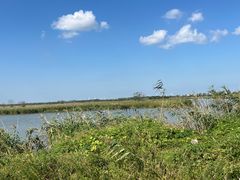 -盐城丹顶鹤湿地生态旅游区