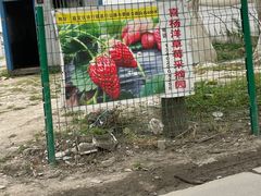 -喜杨洋草莓采摘园