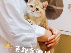 -lincat·猫舍(广州店)