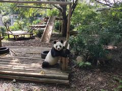 -深圳野生动物园