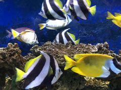 -沙沙哗啦海洋馆(华宇百花谷店)