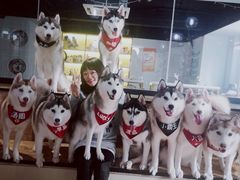 -Husky Go! 哈士奇体验馆·宠物咖啡厅狗咖