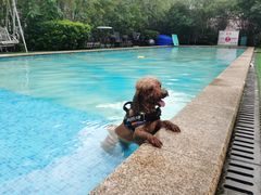 -汪说喵讲宠物乐园宠物酒店(红星美凯龙店)