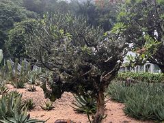 -深圳仙湖植物园
