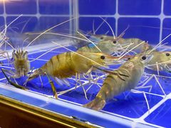 -星椰叻沙·椰浆鲜虾面(江南西店)