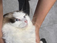 -南京Hallo宠物乐园·哈罗犬舍·柴犬繁育基地