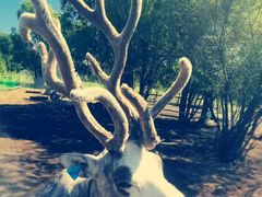 -莫尔道嘎国家森林公园