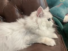 -猫大福·Fortune Cat猫舍(百子湾店)