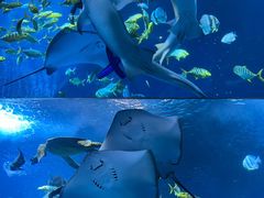 -太平洋海底世界