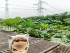 -池杉湖湿地公园