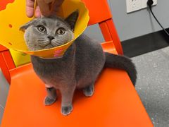 -伟伟宠物医院·瑞派猫友好医院·猫科(光谷店)