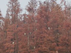 -白鹭湾湿地公园