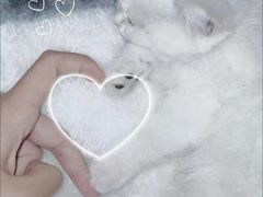 -喵汪萌宠屋旗舰店.洗澡美容.猫狗基地