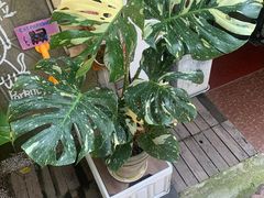 -Rabbit Cafe私房西餐甜点咖啡(栖霞路店)