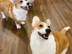 -柯斗斗主题餐厅·狗咖·围炉煮茶·茶饮(国瑞升平里店)