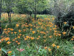 -上海佘山国家森林公园天马山园