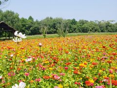 -同里国家湿地公园