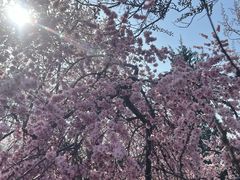 -桃花堤公园