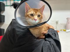 -乐琪宠物医院·犬猫专科·骨外科·急重症