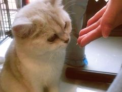 -平行世界·猫咖(首经贸店)