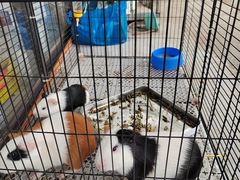 -马陆小张葡萄园农家乐