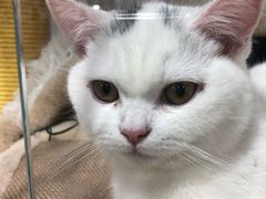 -1013 PET SHOP 宠物商店(近铁城市广场店)