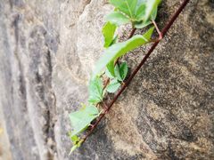 -延安杨家岭革命旧址