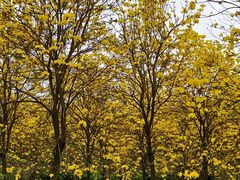 -天适樱花悠乐园