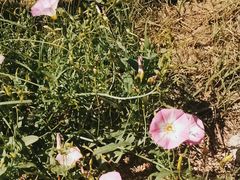 -北京大学燕东园