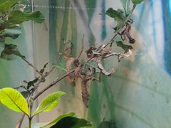 -上海大自然野生昆虫馆(东方明珠·爬宠昆虫探索中心)