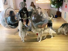 -Husky Go! 哈士奇体验馆·宠物咖啡厅狗咖