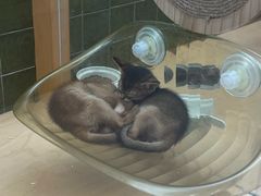 -帕帕拉兹宠物(亚洲旗舰店)