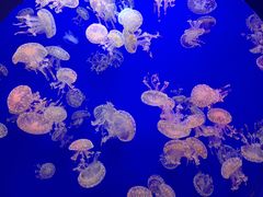 -江和美海洋公园