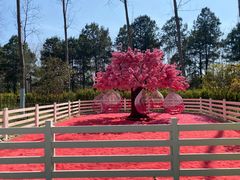 -合肥滨湖国家森林公园